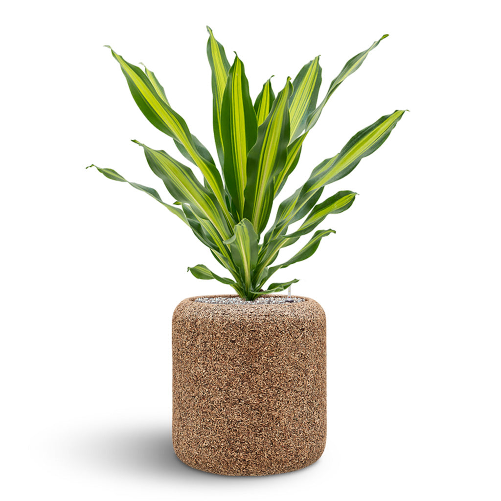 Naturescast Cylinder Planter - Natural & Dracaena Burley