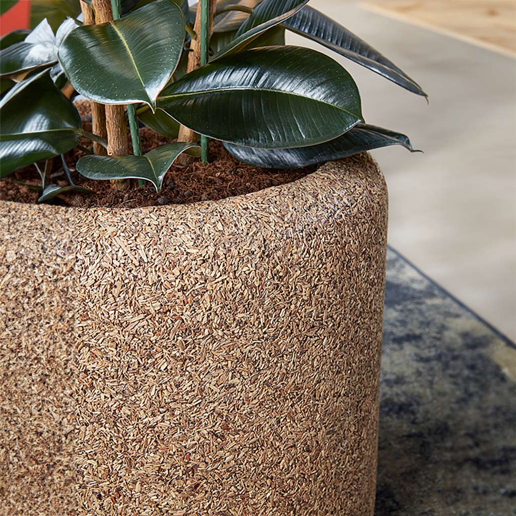 Naturescast Cylinder Planter - Natural & Ficus Elastica