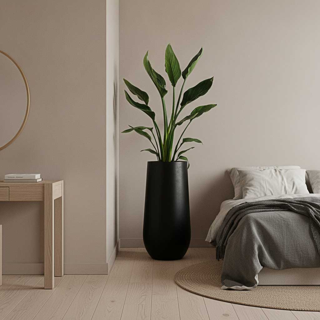 Strelitzia nicolai - Bird of Paradise in Nax Natural Tall Planter - Black