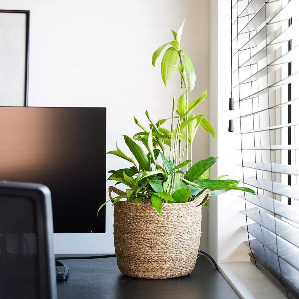 Nelis Plant Basket - Natural & Dracaena surculosa