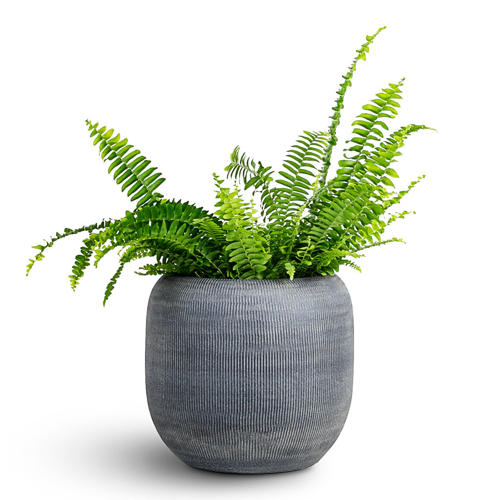 Nephrolepis exaltata Bostoniensis - 12x30cm House Plant in Roxan Pot Anthracite - 23x21cm