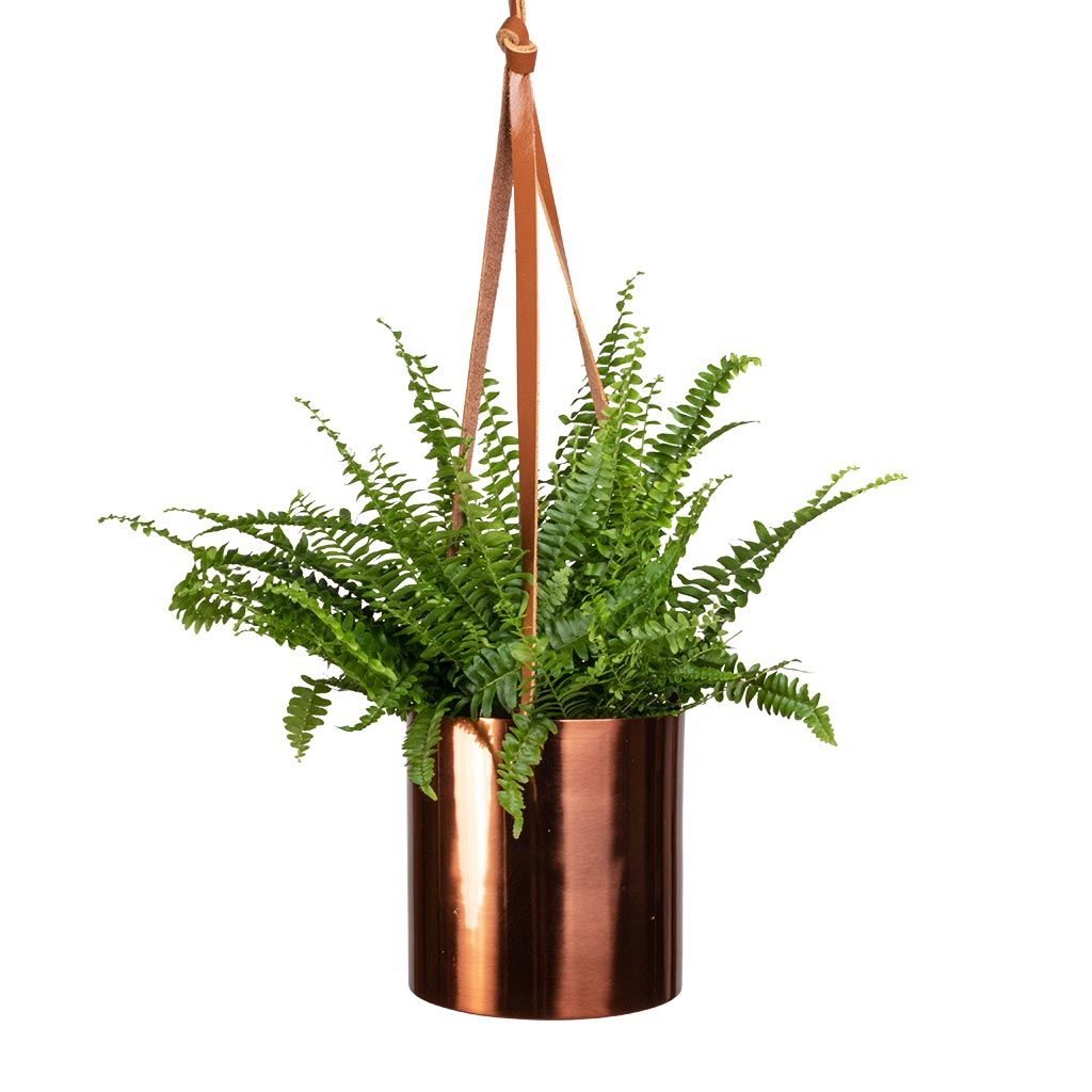 Nephrolepis exaltata Bostoniensis - Boston Fern & Floro Hanging Plant Pot - Copper