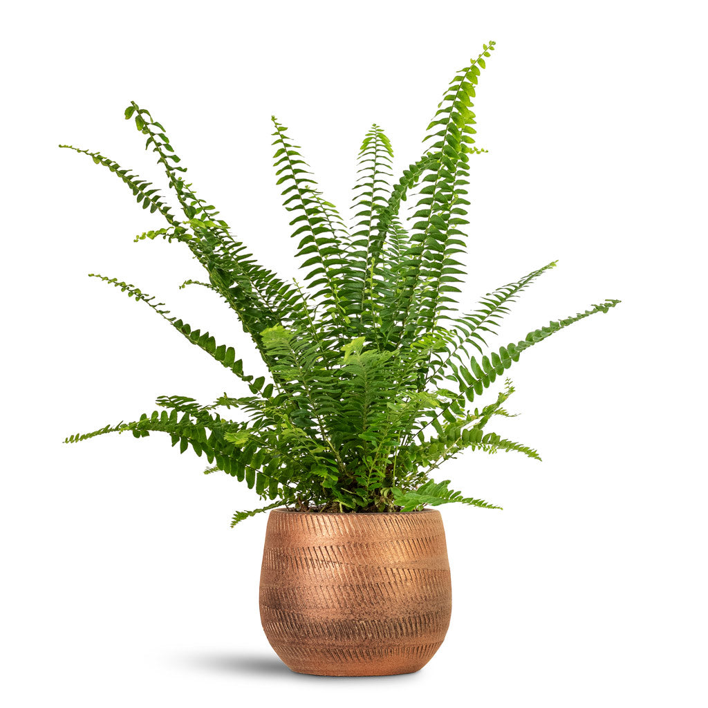 Nephrolepis exaltata Bostoniensis Boston Fern 12x30cm house plant in Joey Pot Shiny Copper 15x13cm