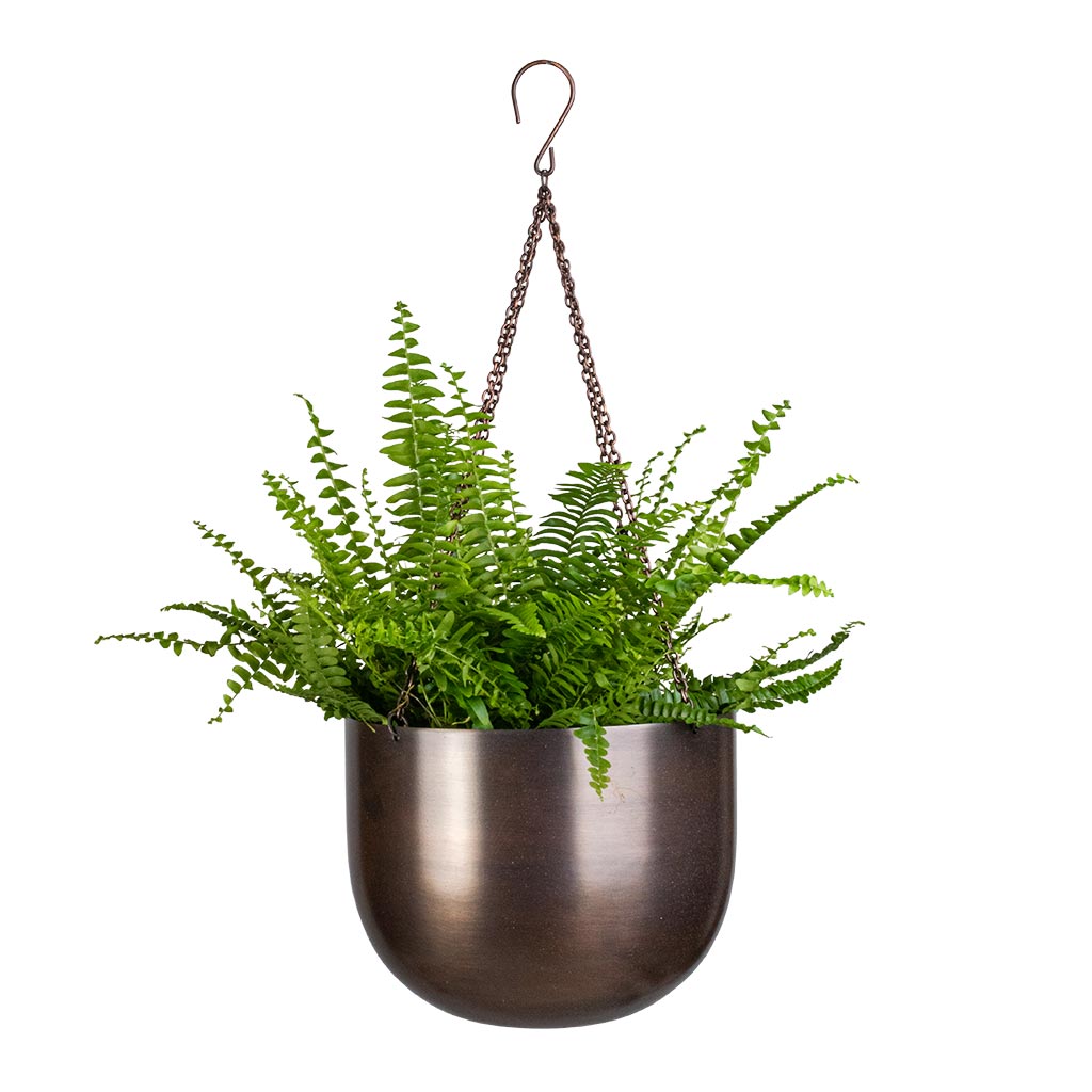 Nephrolepis exaltata Bostoniensis - Boston Fern & Mayfair Hanging Plant Pot - Mocha