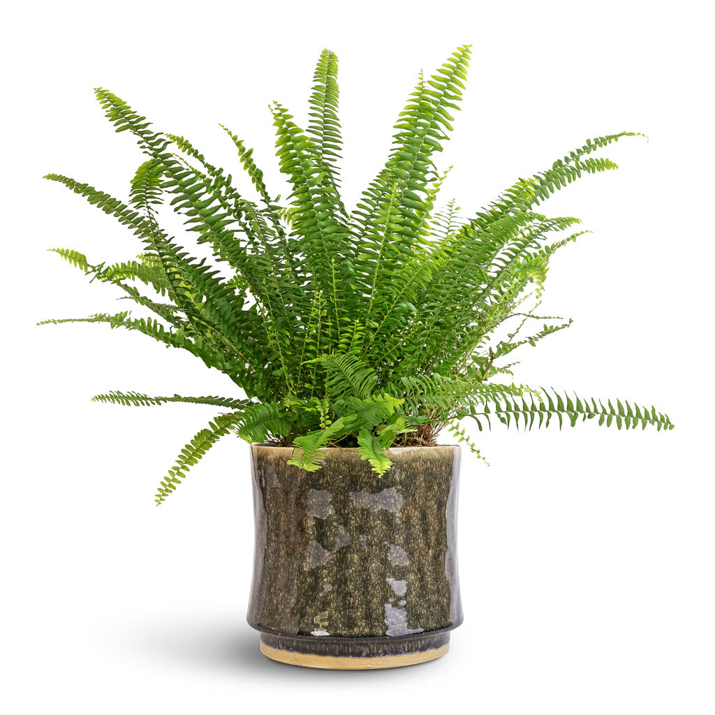 Nephrolepis exaltata Bostoniensis - Boston Fern & Nolan Plant Pot - Pine