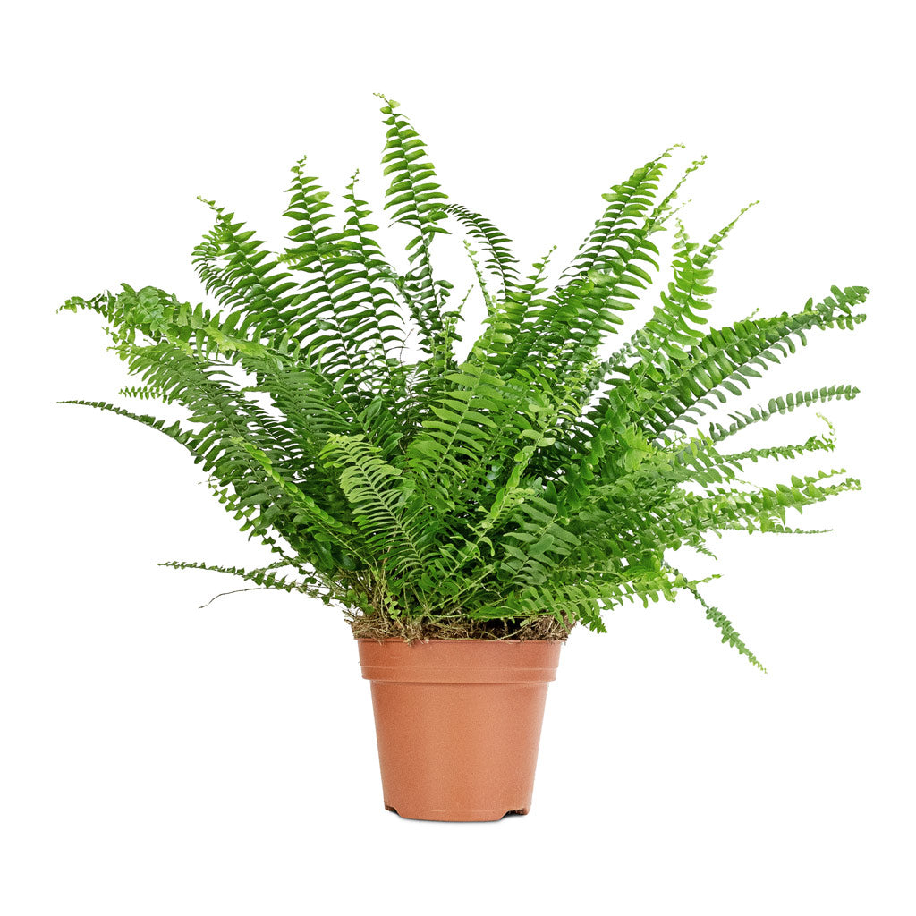 Nephrolepis exaltata Bostoniensis - Boston Fern - 17 x 40cm