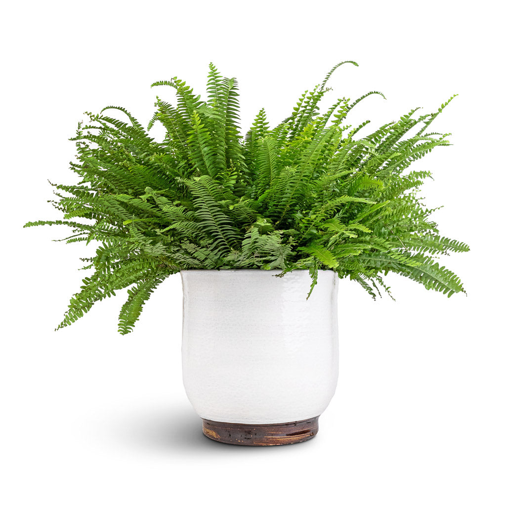 Nephrolepis exaltata Bostoniensis - Boston Fern & Jayla Plant Pot - White