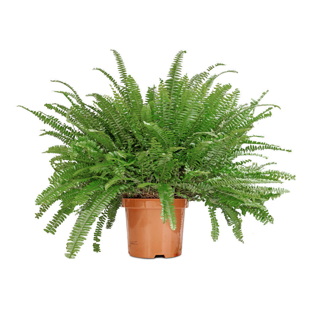 Nephrolepis exaltata Bostoniensis - Boston Fern - 19 x 50cm