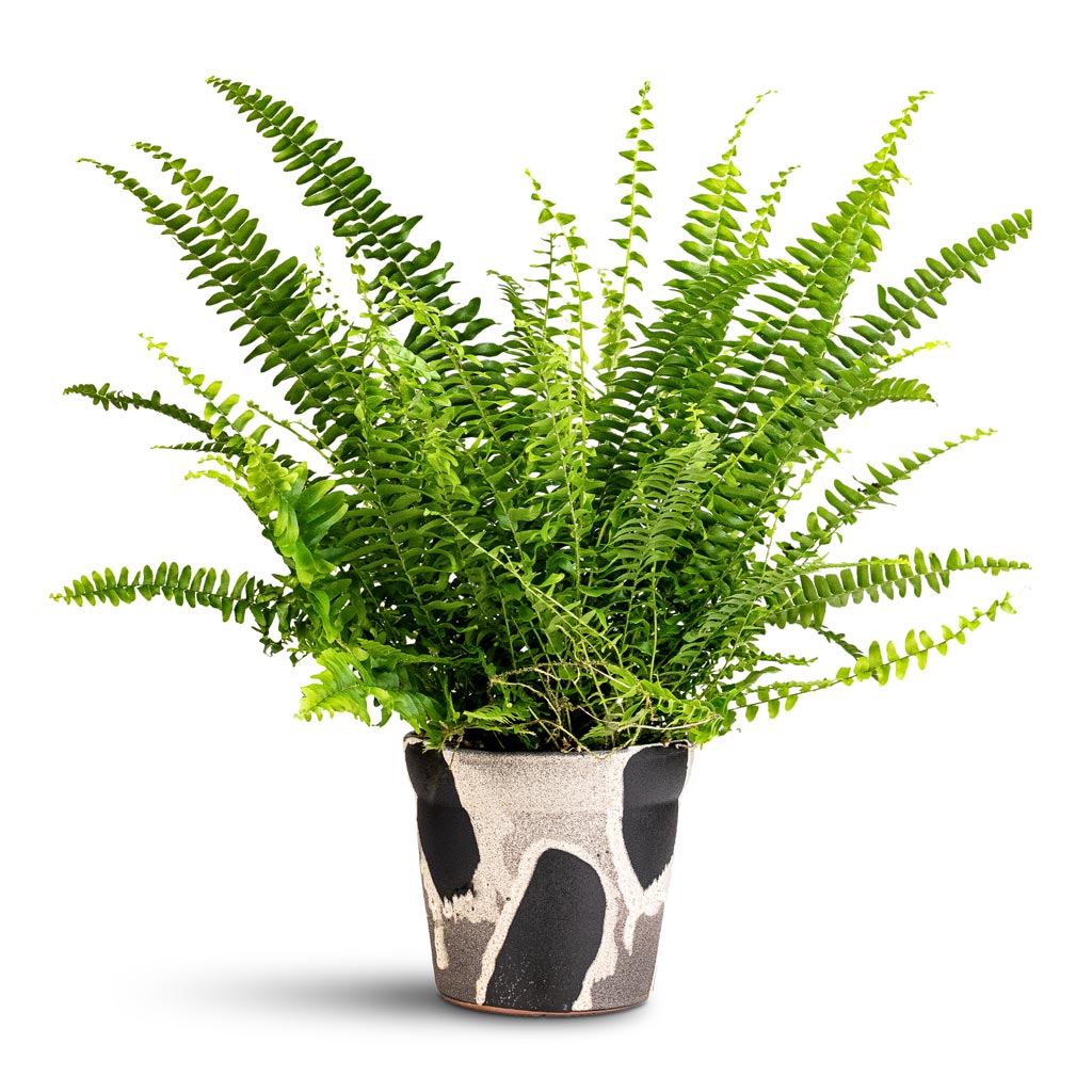 Nephrolepis exaltata Bostoniensis Houseplant 12x30cm Rowen Plant Pot Brushstroke 15x13.5cm