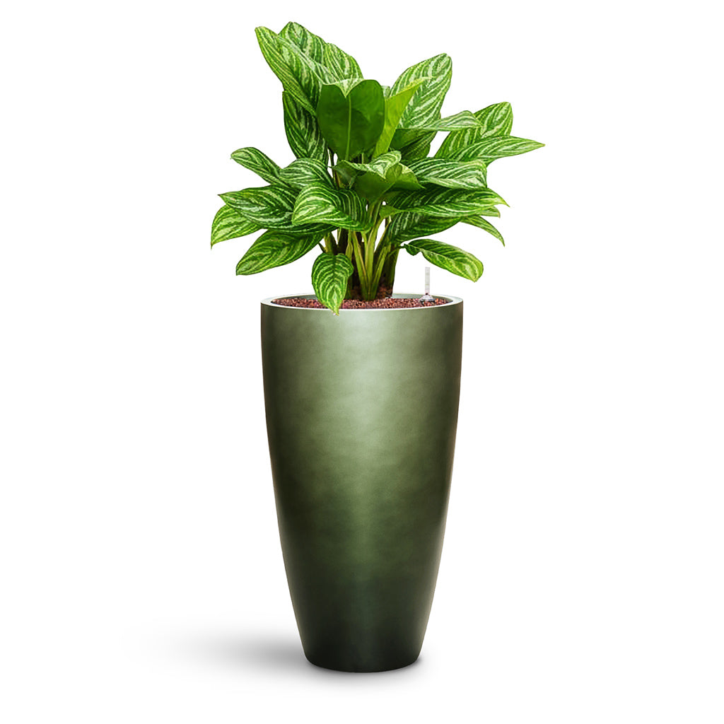 Gradient Partner Planter - Large Plant Display