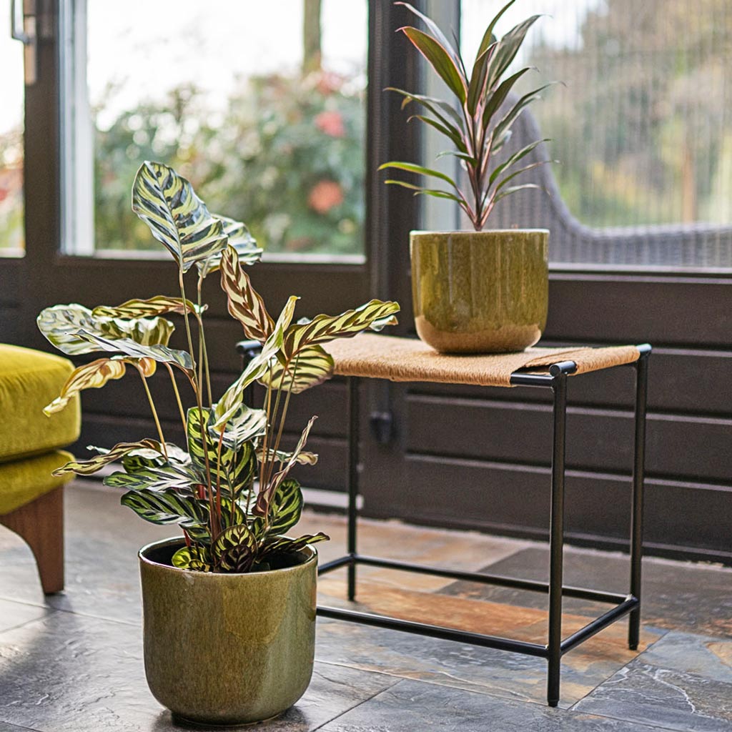 Nine Olive Green Plant Pots with
Calathea & Cordyline