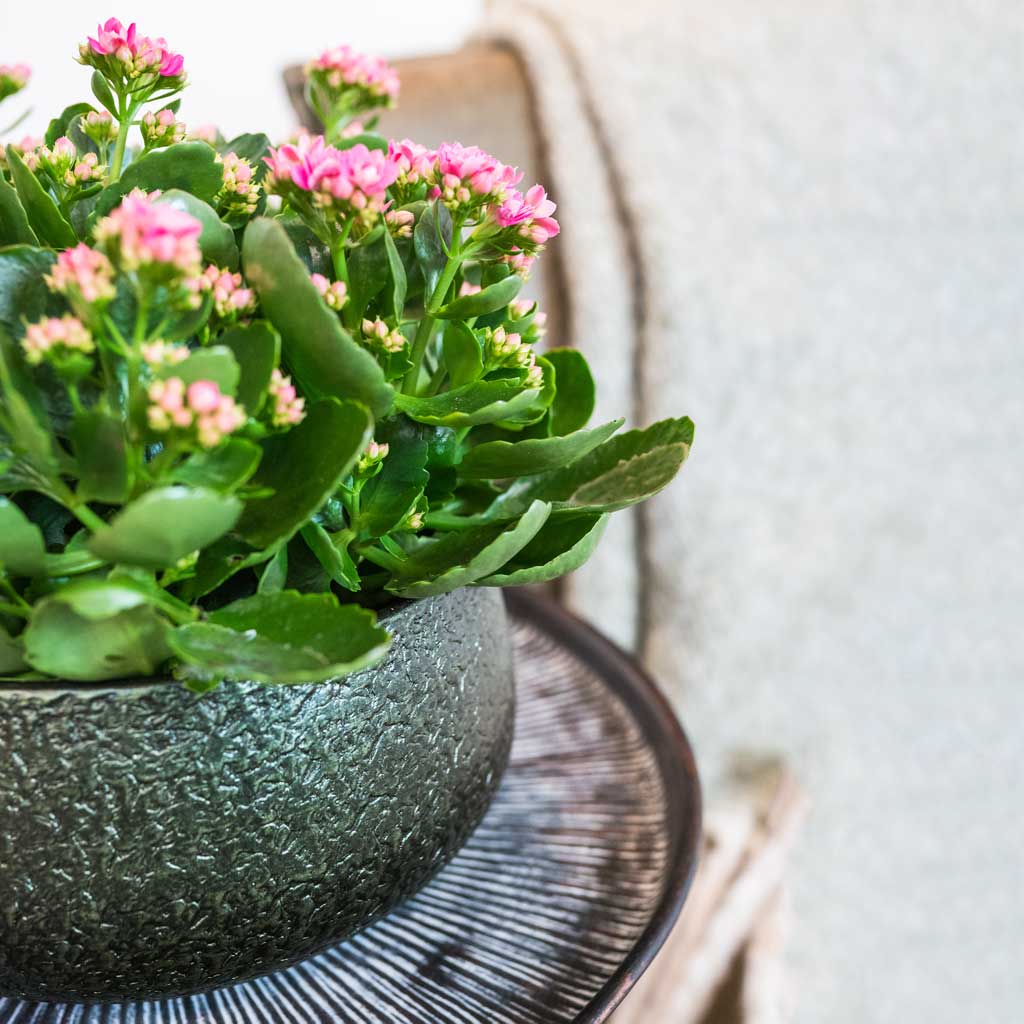 Noor Plant Bowl - Velvet Green