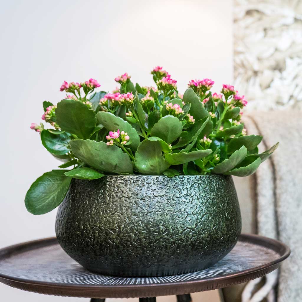 Noor Plant Bowl - Velvet Green