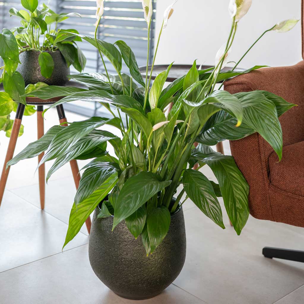 Noor Plant Pot - Velvet Green