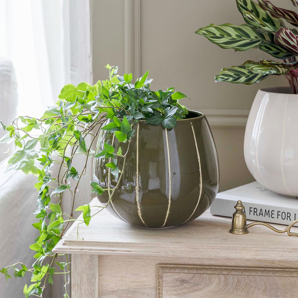 Nova Plant Pot - Green & Ivy