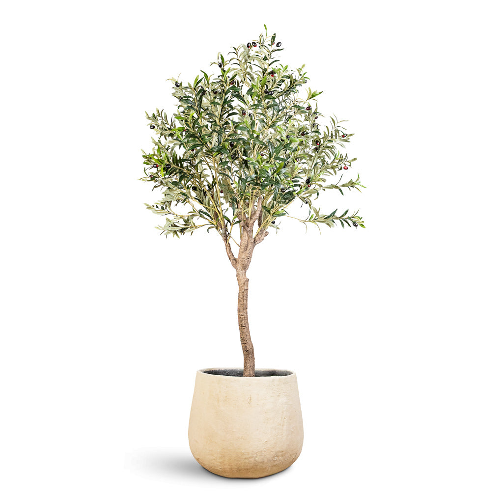 Olive Tree Potted Artificial 180cm House Plant in Lani Sabi Darcy Planter Wabi Beige 47x41cm