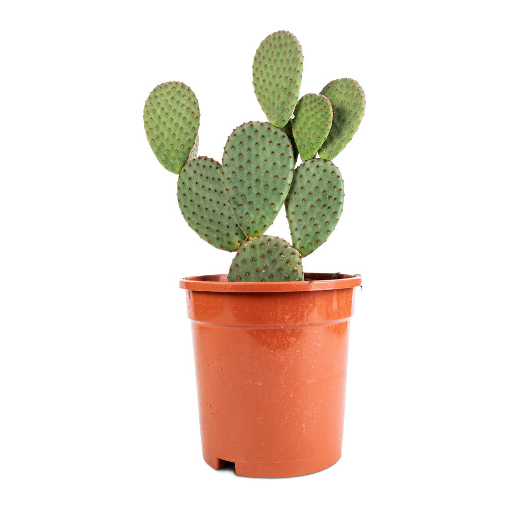 Opuntia microdasys - Bunny Ear Cactus - 17 x 35cm