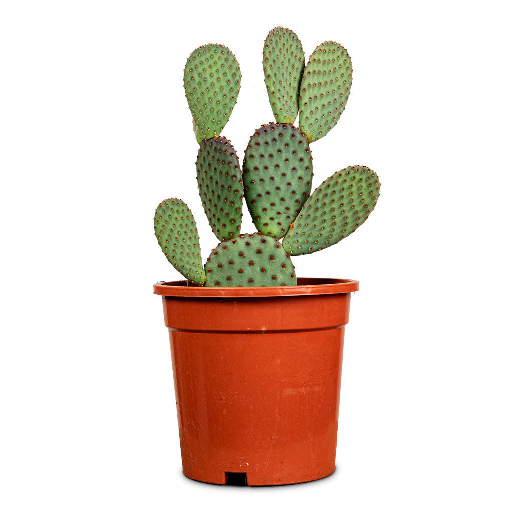 Opuntia microdasys - Bunny Ear Cactus - 17 x 35cm