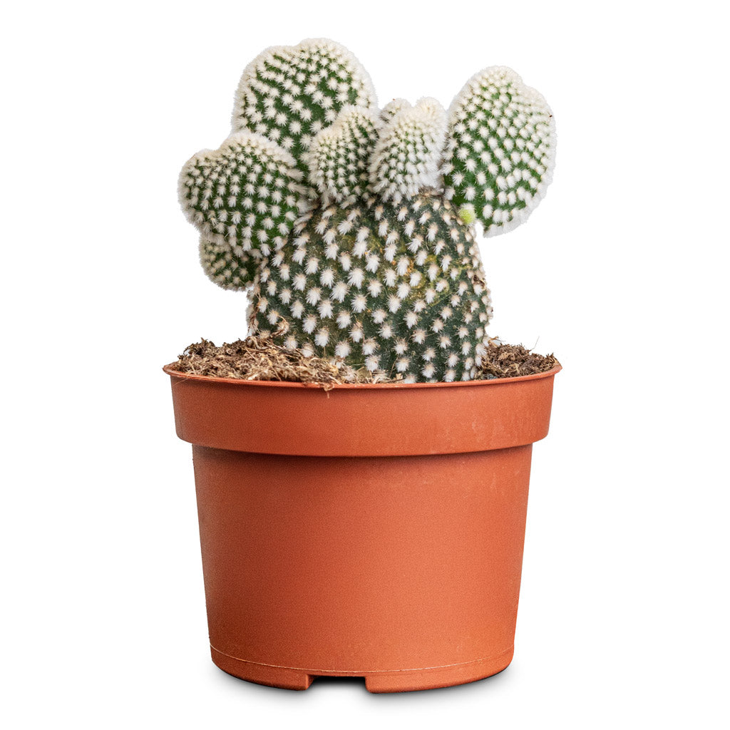 Opuntia microdasys Bunny Ears - 12x30cm