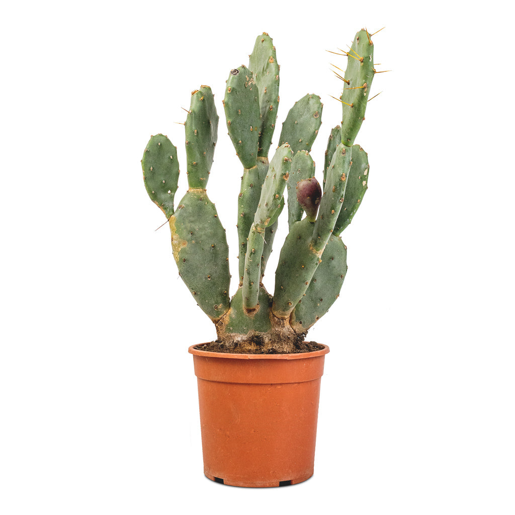 Opuntia vulgaris - Prickly Pear Cactus