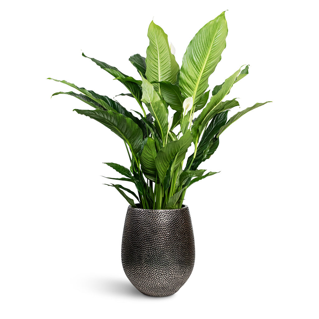 Opus Hit Darcy Planter - XL Plant Display