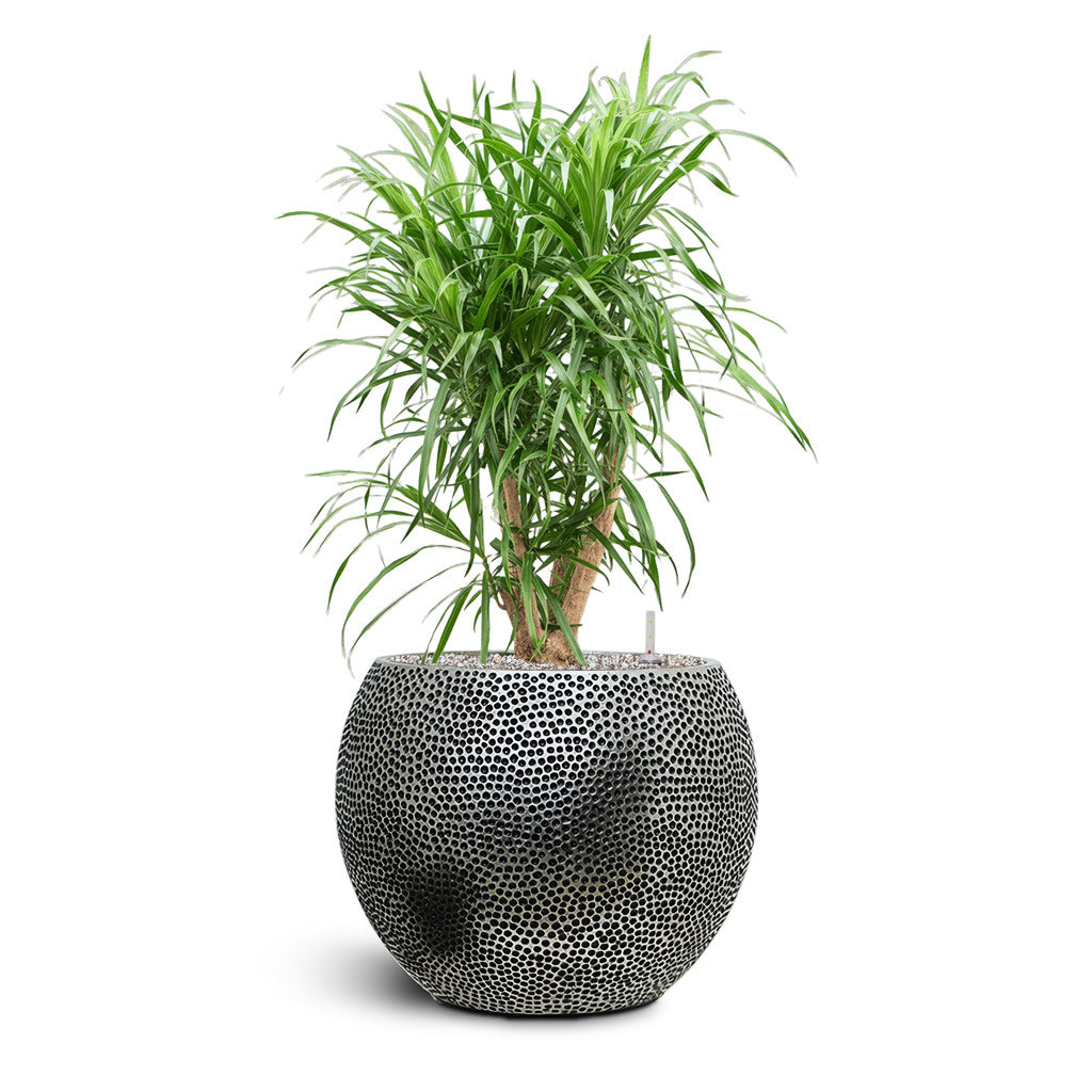 Opus Hit Globe Planter - Large Plant Display
