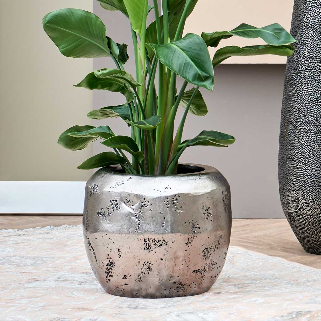 Opus Raw Couple Planter - Silver & Strelitzia