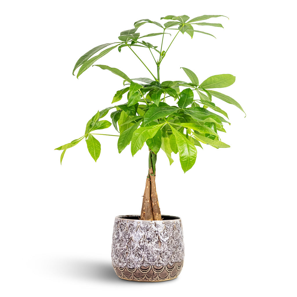 Pachira aquatica 17x75cm House Plant In Debby Pot Lavender 21x17cm