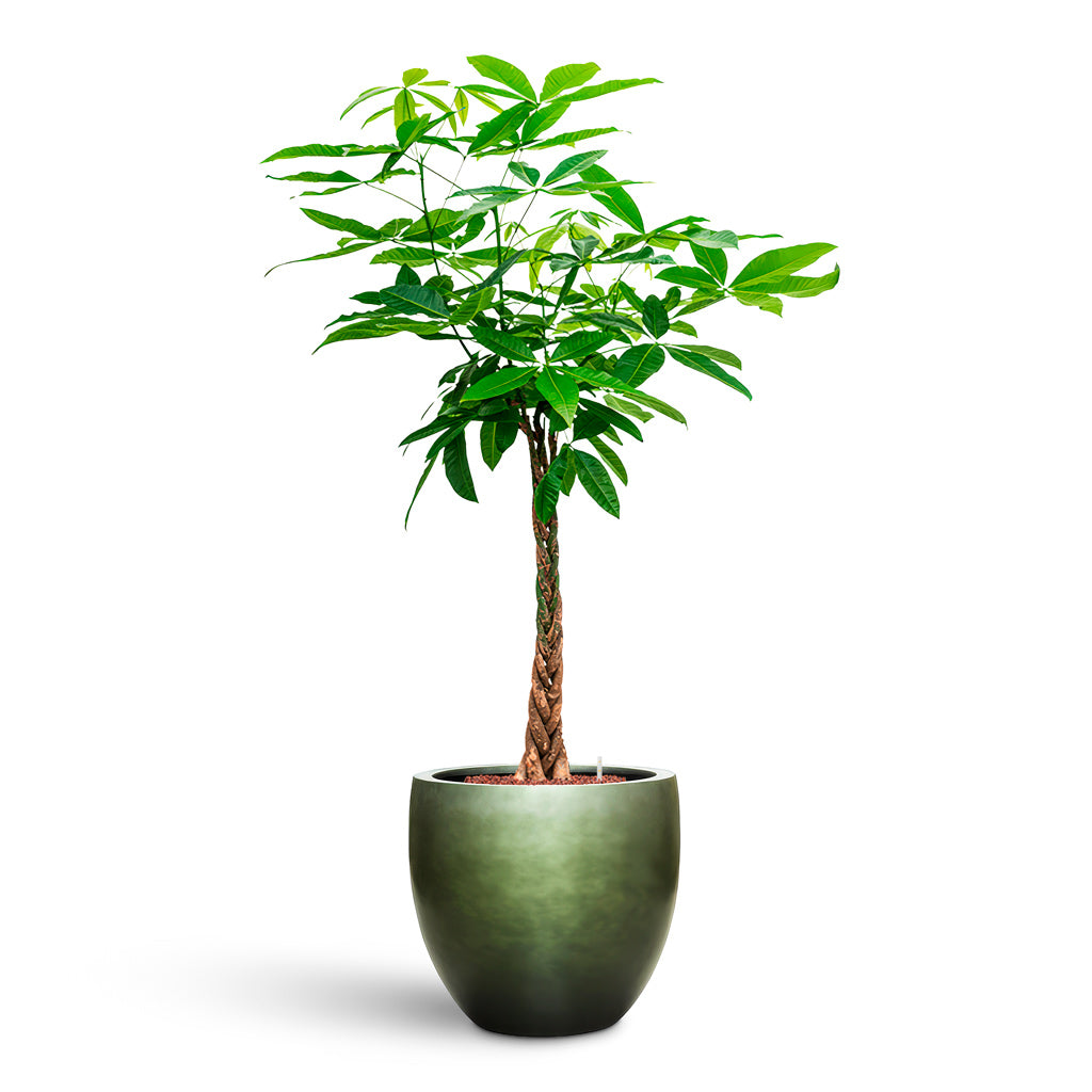 Pachira aquatica HydroCare house plant in Gradient Balloon Planter Matt Forest 54x51cm