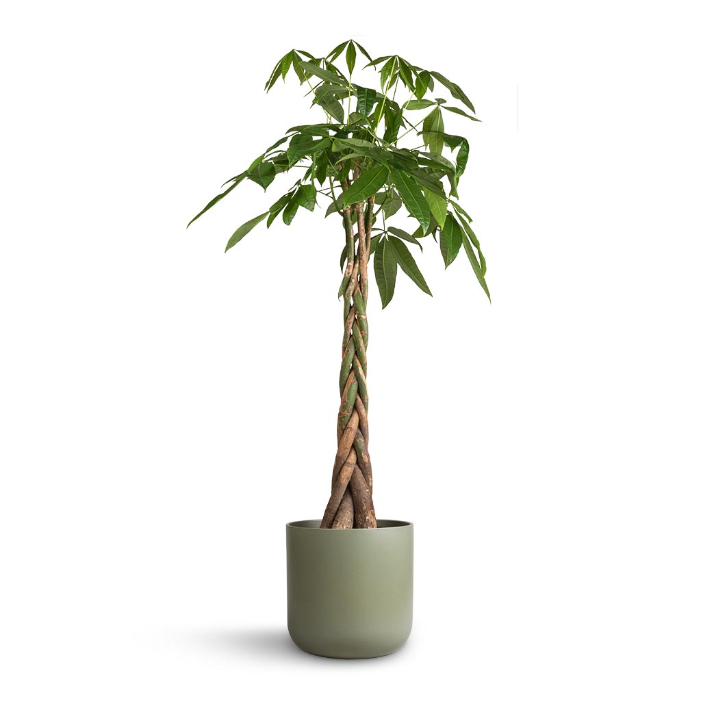 Pachira aquatica - Money Tree & Lisbon Plant Pot - Sage