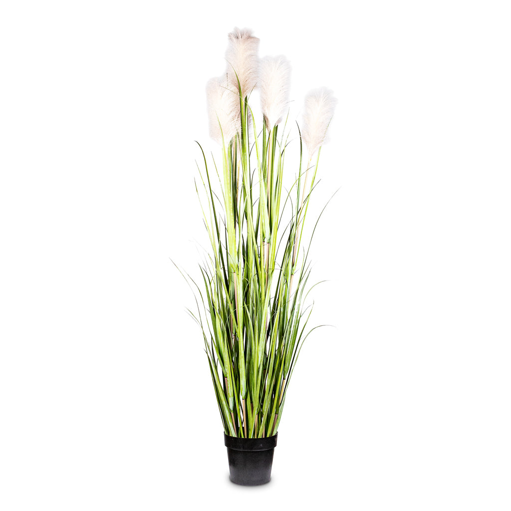 Pampas Grass Potted Artificial 160cm 7 stem