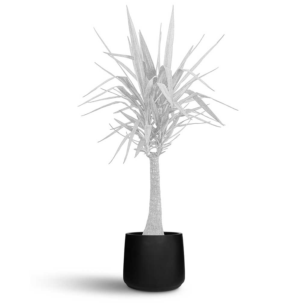 Patt Natural Planter - Large Plant Display