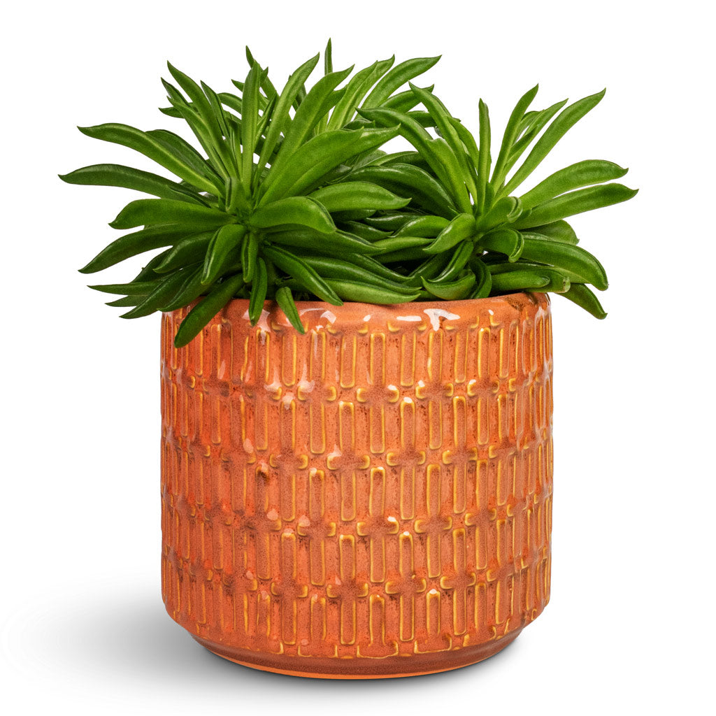 Peperomi aferreyrae Nevada Happy Bean - 10.5x15cm & Flor Plant Pot Orange - 14x12cm