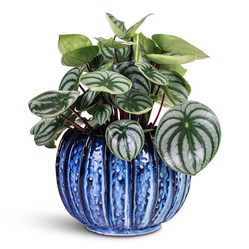 Peperomia argyreia Watermelon 15x25cm House Plant In Cassie Pot Kobalt 23x18cm
