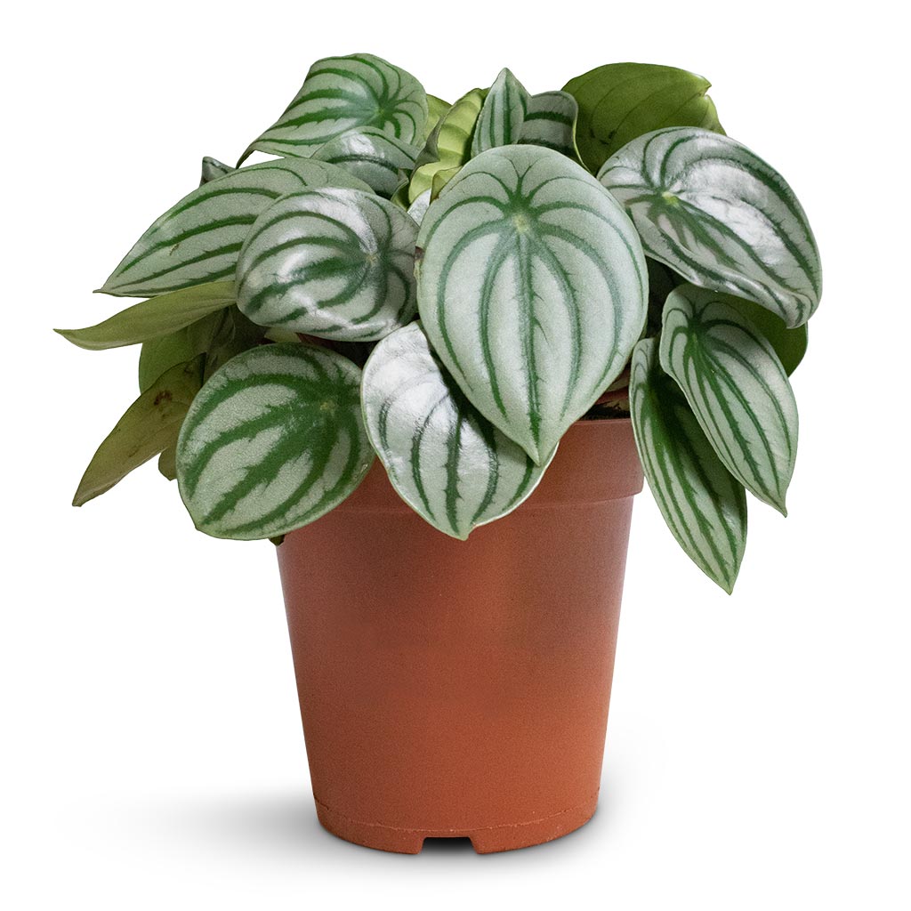 Peperomia argyreia - Watermelon Peperomia 15 x 25cm