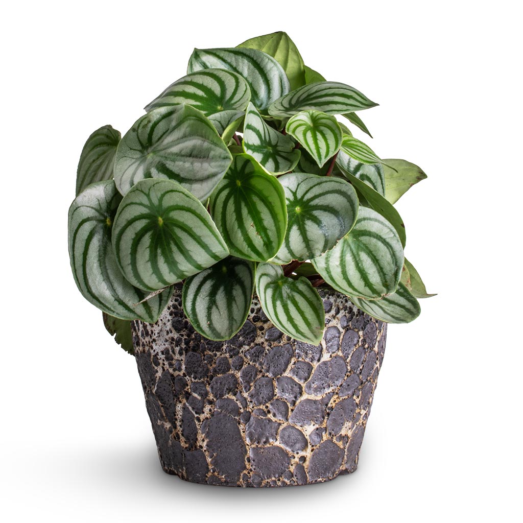 Peperomia argyreia - Watermelon Peperomia & Lava Couple Straight Relic Planter - Black