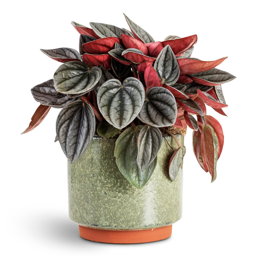 Peperomia caperata Santorini House Plant In Malibu Pot Green