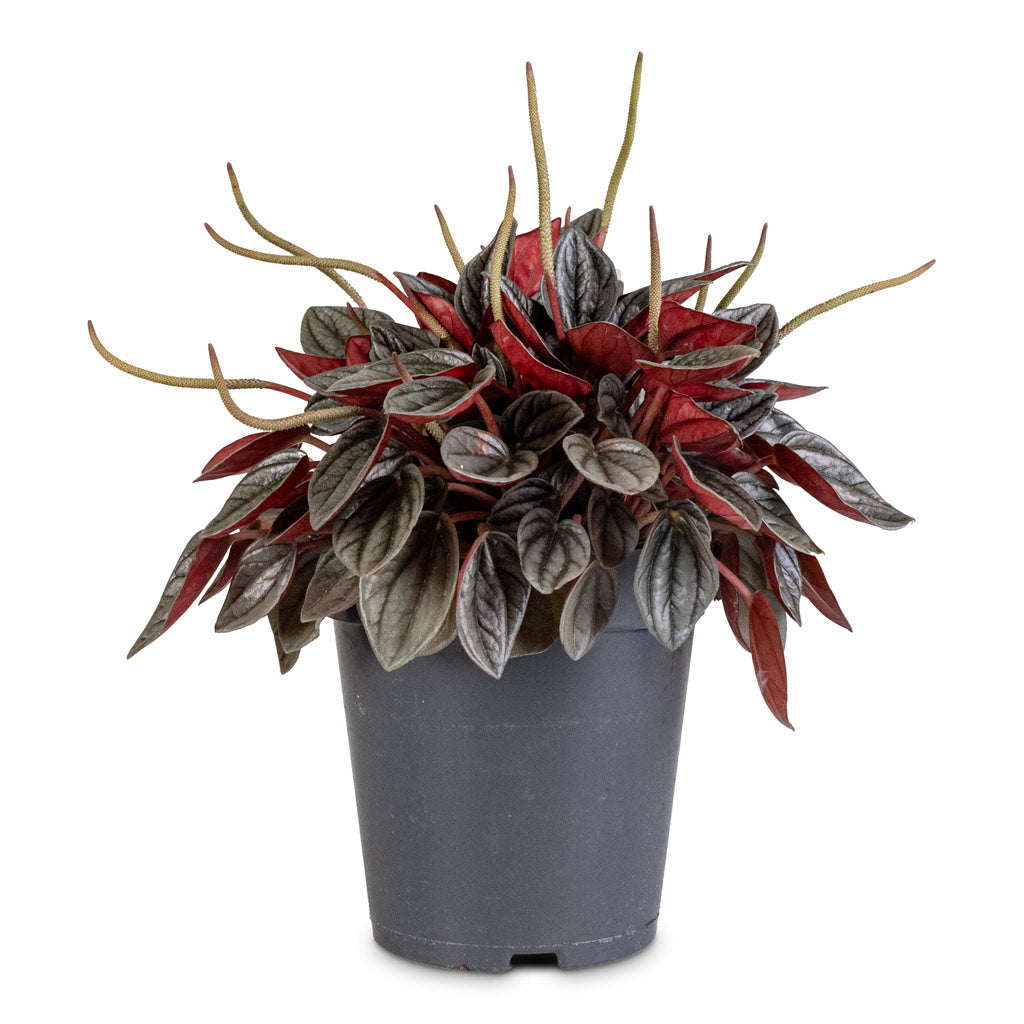 Peperomia caperata Santorini - 15x25cm