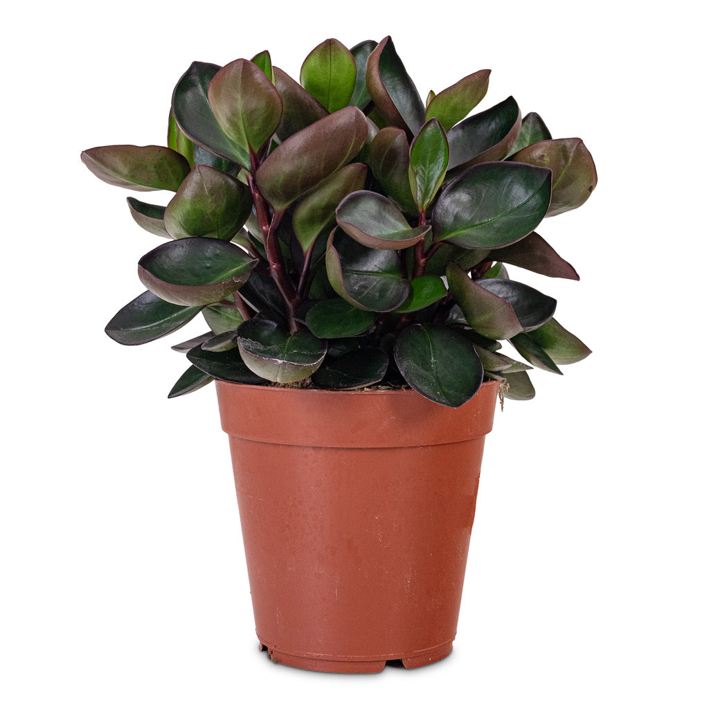 Peperomia clusiifolia Red Margin 15x30cm