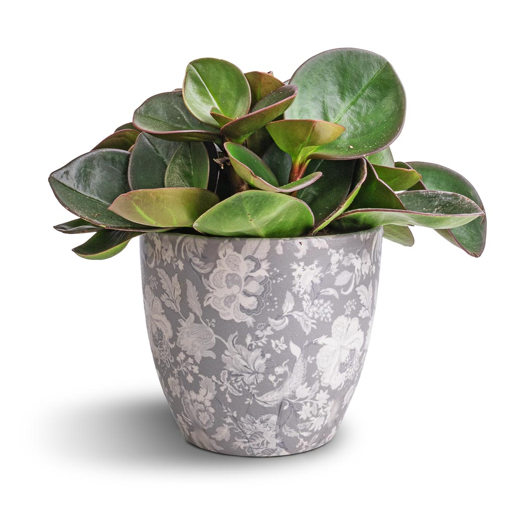 Peperomia clusiifolia Red Margin - Red Edged Radiator Plant & Monza Plant Pot - Vintage Grey