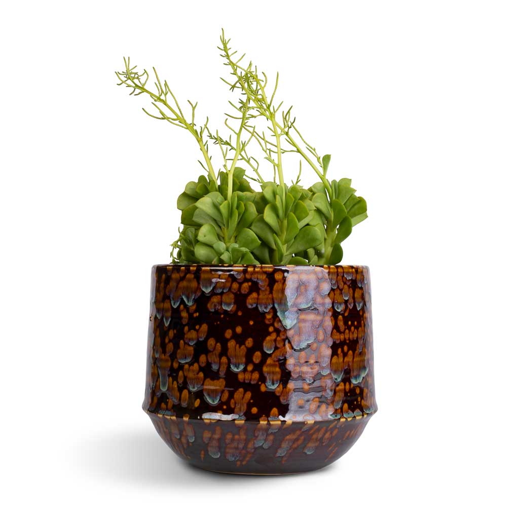 Peperomia dolabriformis - Prayer Pepper & Noud Plant Pot - Marrakesh