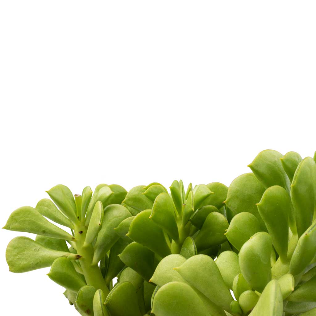 Peperomia dolabriformis - Prayer Pepper