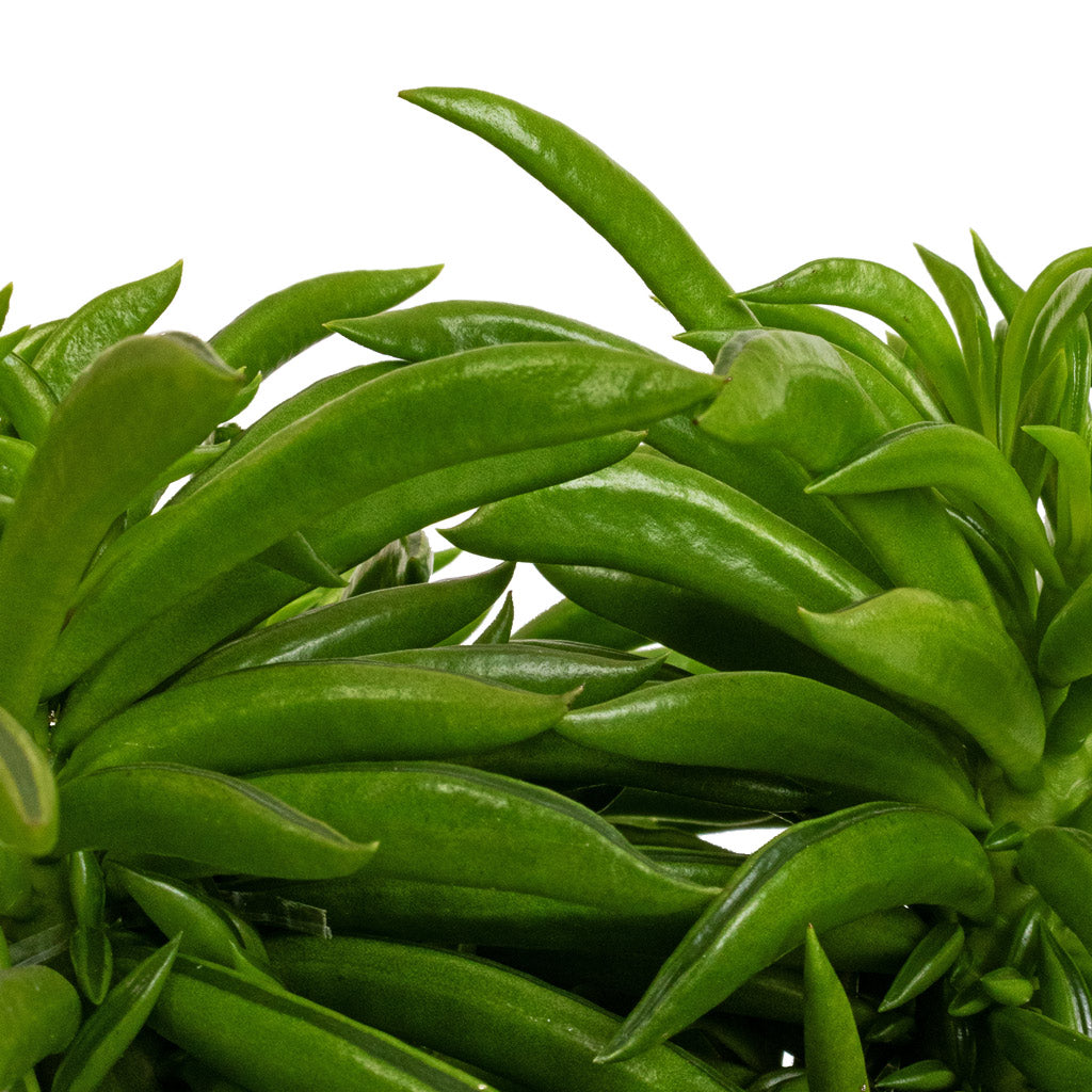 Peperomia ferreyrae Nevada - Happy Bean Details