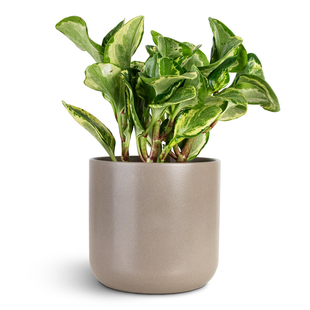 Peperomia obtusifolia Golden Gate 12x25cm House Plant In Lisbon Pot Greige 13x13cm
