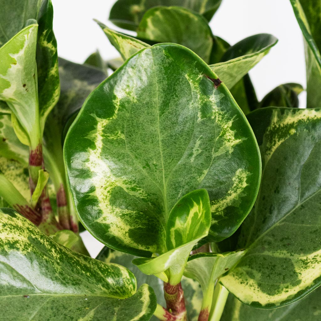 Peperomia obtusifolia Golden Gate 12x25cm close up