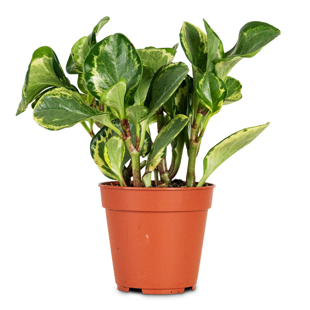 Peperomia obtusifolia Golden Gate 12x25cm