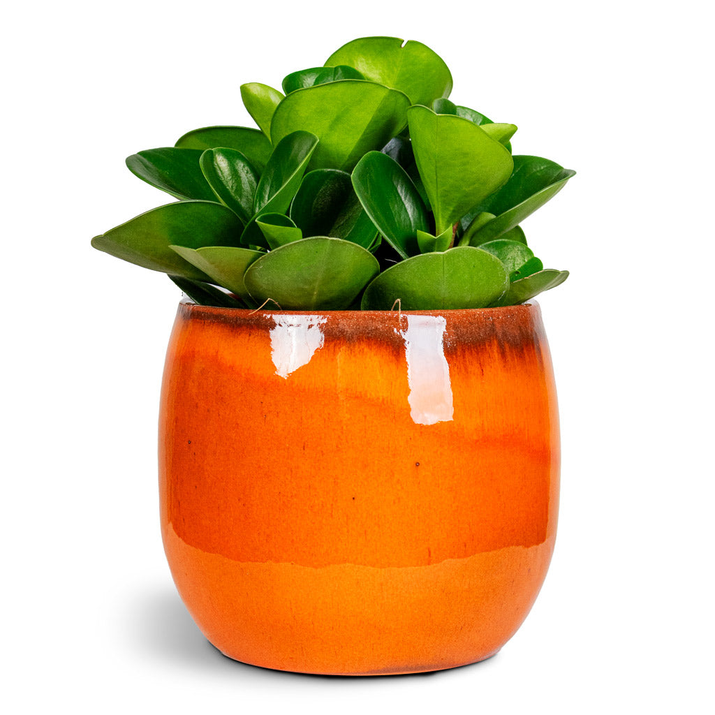 Peperomia obtusifolia Green 12x20cm House Plant in Charlotte Pot Orange 15x13cm