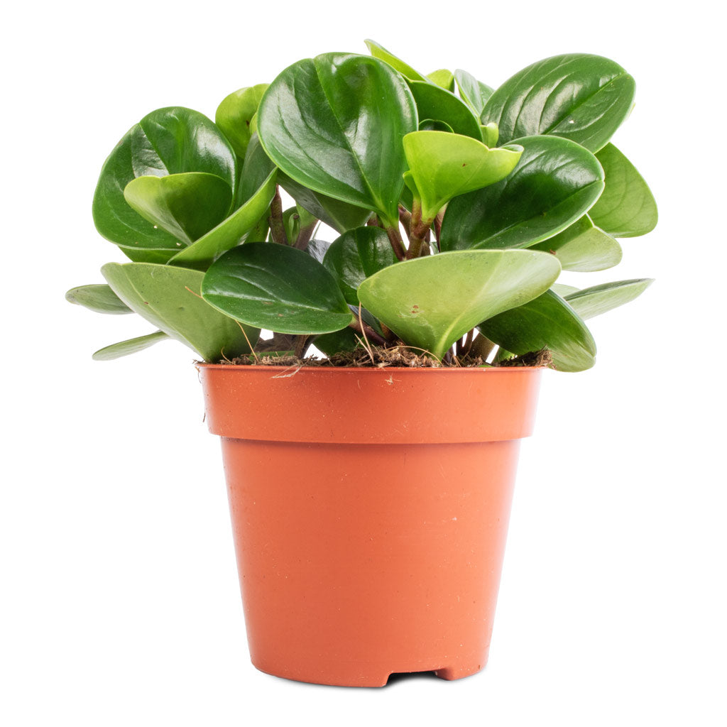 Peperomia obtusifolia Green - Baby Rubber Plant - 12 x 20cm