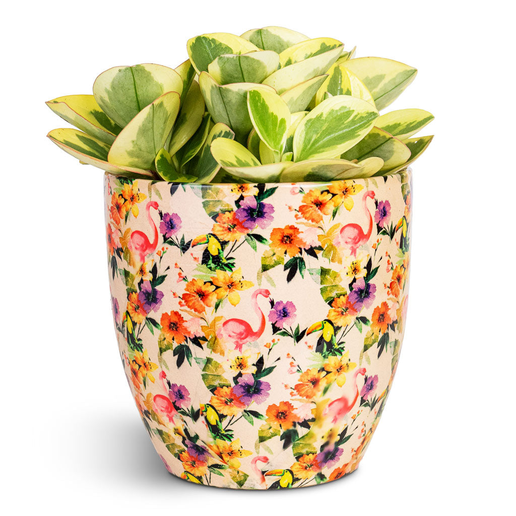 Peperomia obtusifolia Obtipan Bicolor 12x20cm House Plant In Monza Pot Floral Flamingo 13x12cm