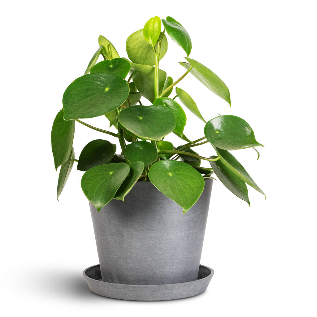 Peperomia polybotrya Raindrop 15x25cm Amsterdam Bucket Planter Grey 20x18cm Saucer